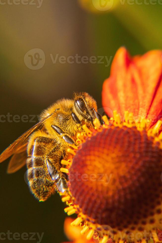 abeja melífera cubierta con néctar de bebida de polen amarillo, flor polinizadora. primavera floral natural inspiradora o fondo de jardín floreciente de verano. vida de los insectos, enfoque selectivo de primer plano macro extremo foto