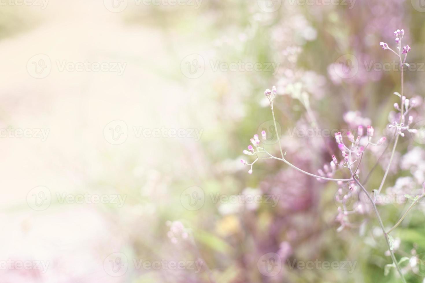 Blur grass flower as nature background photo