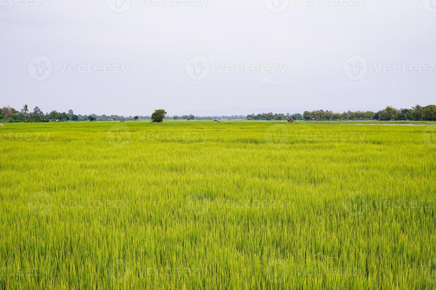Green rice field with mountain background under cloudy sky after rain in rainy season, panoramic view rice field. photo