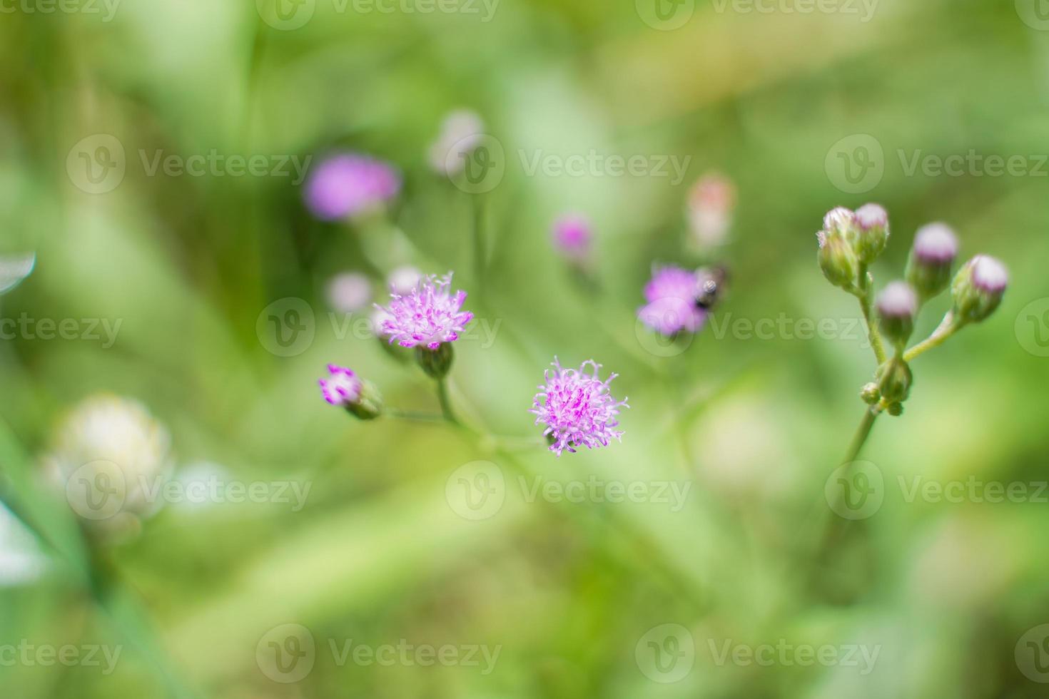 The beautiful grass flower was in the field after the heavy rain. photo