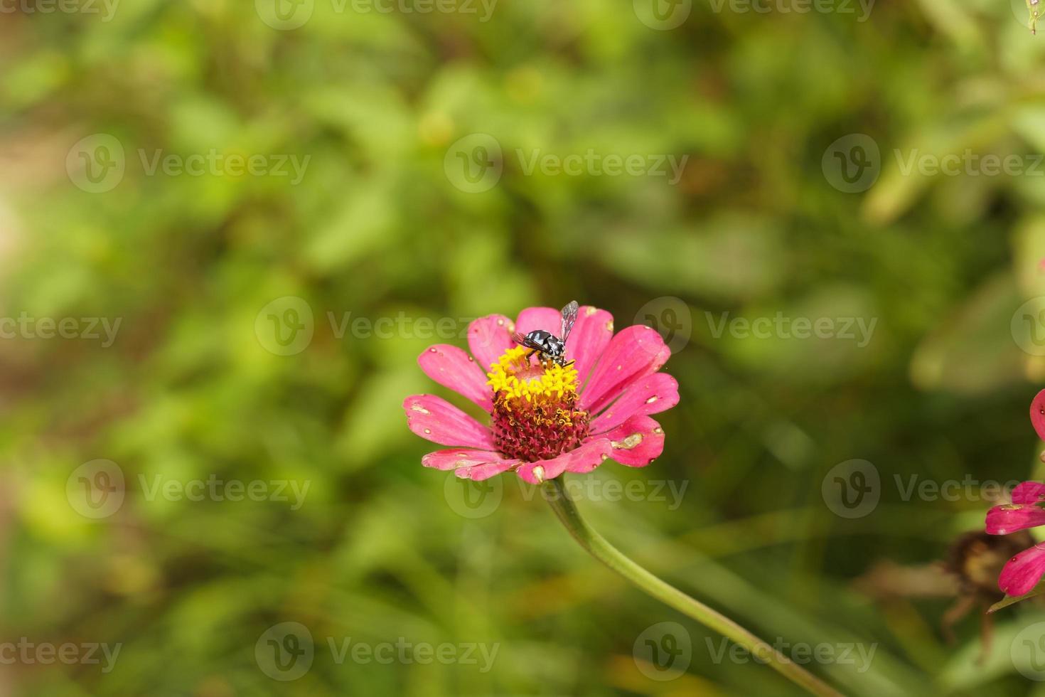 Bees cling to the blooming pink flowers and their pollen attracts insects very well. 12529582