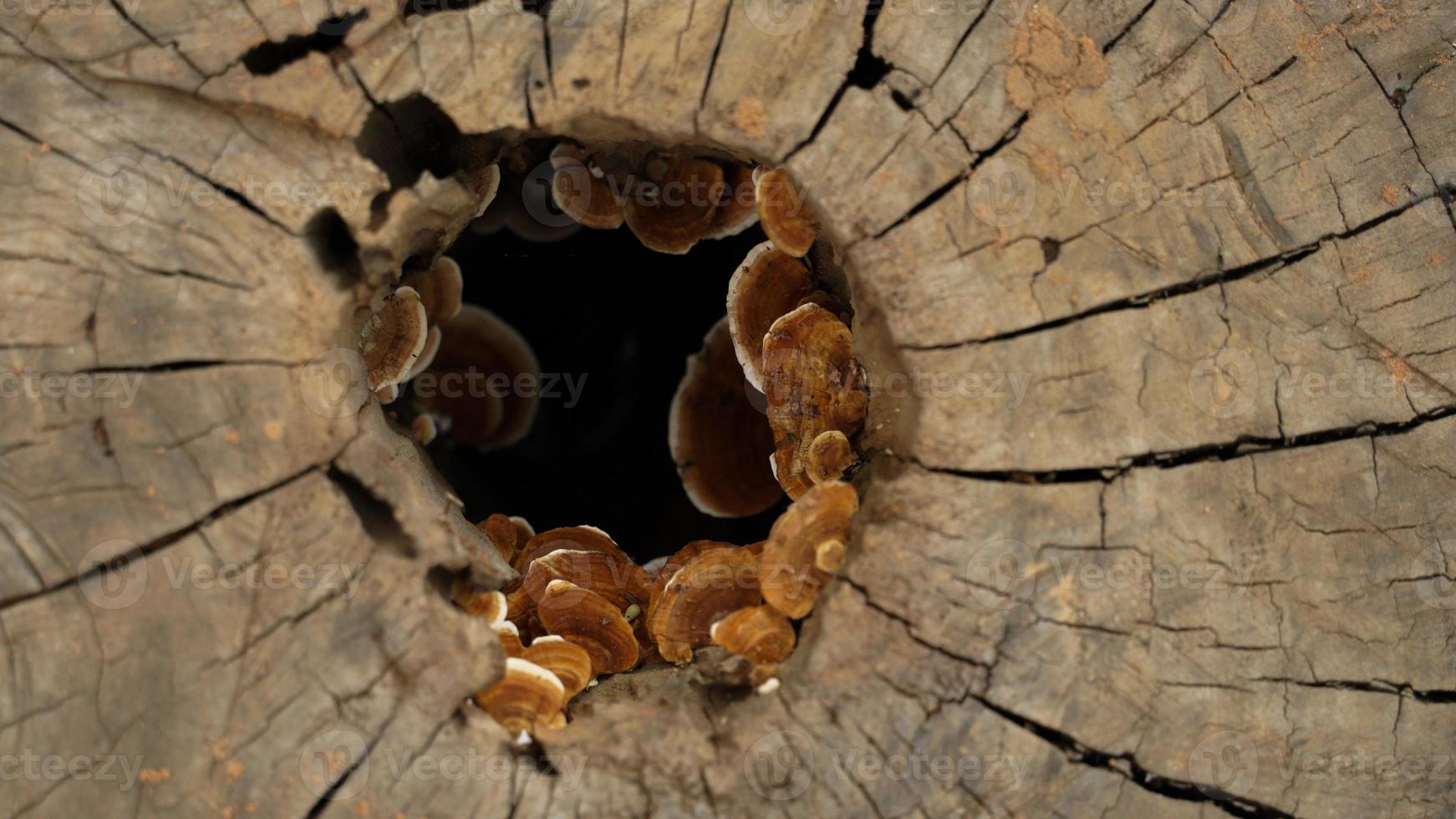 Wild mushrooms that grow on tree stumps after continuous rain. photo