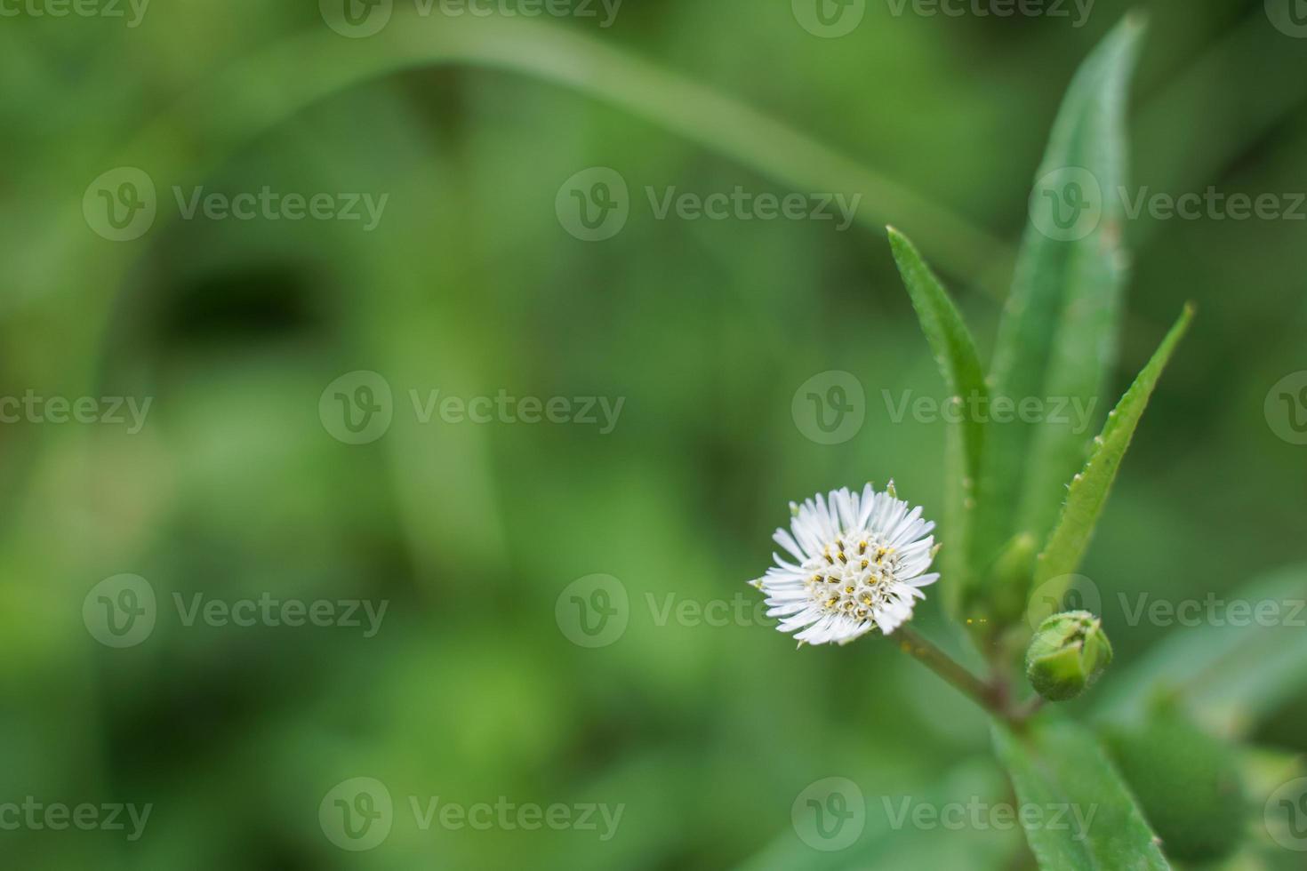 la hermosa flor de hierba estaba en el campo después de la fuerte lluvia. foto