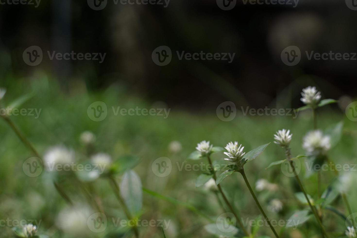 The beautiful grass flower was in the field after the heavy rain. photo