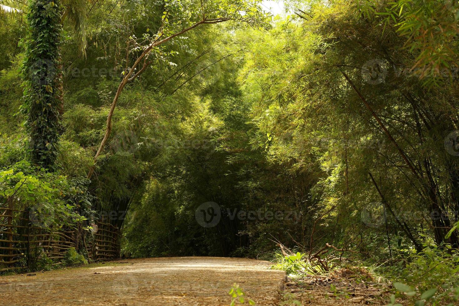 Concrete road with bamboo in the countryside and tranquility. photo