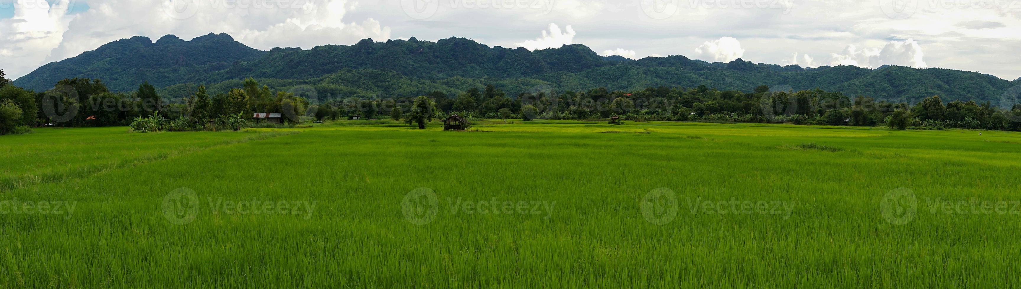 Green rice field with mountain background under cloudy sky after rain in rainy season, panoramic view rice field. photo