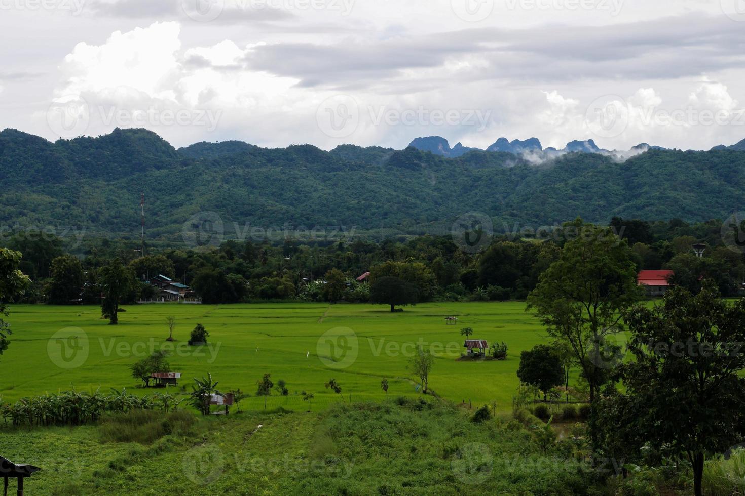 Green rice field with mountain background under cloudy sky after rain in rainy season, panoramic view rice field. photo