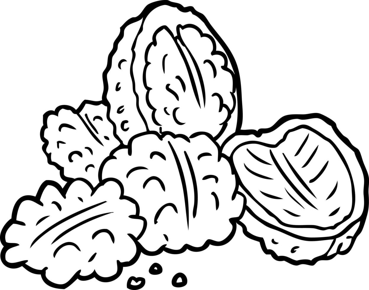 line drawing of a walnuts vector