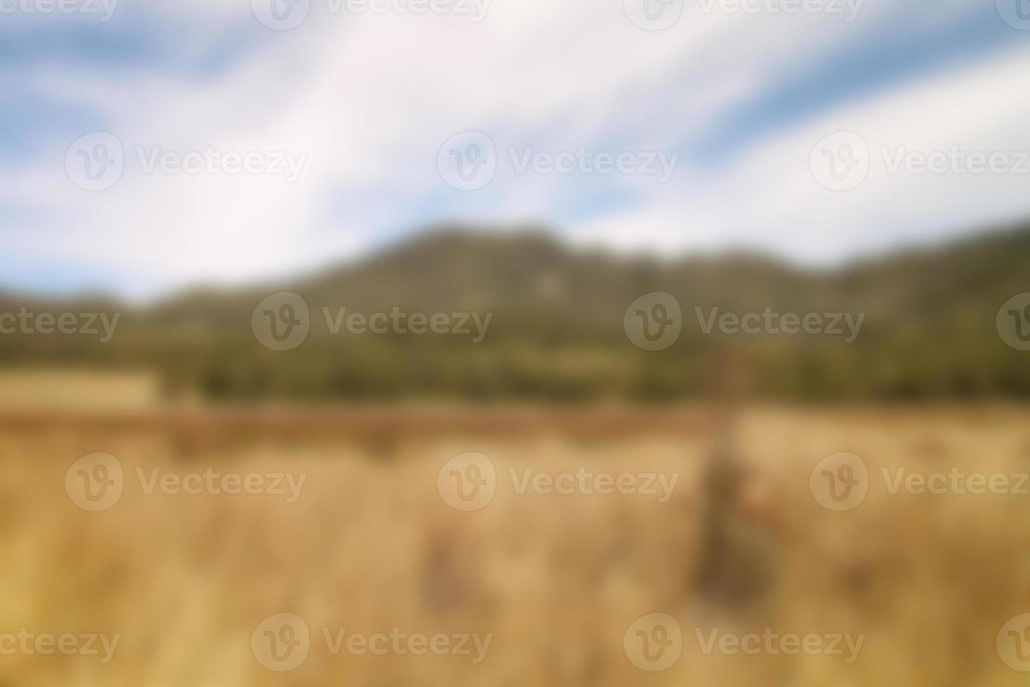 blur view of meadow in summer, with a view of dry grass. Blurred background photo