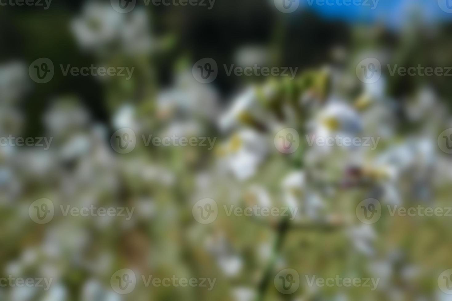 defocused view of wild flowers and grass in a meadow. blurred background photo