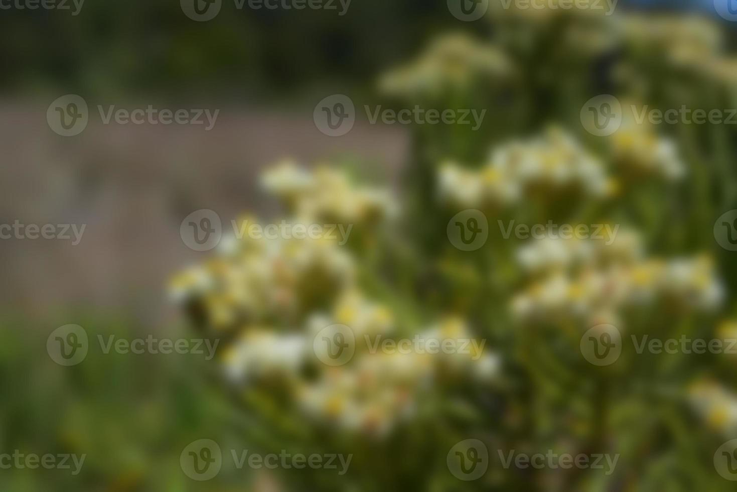 defocused view of wild flowers and grass in a meadow. blurred background photo