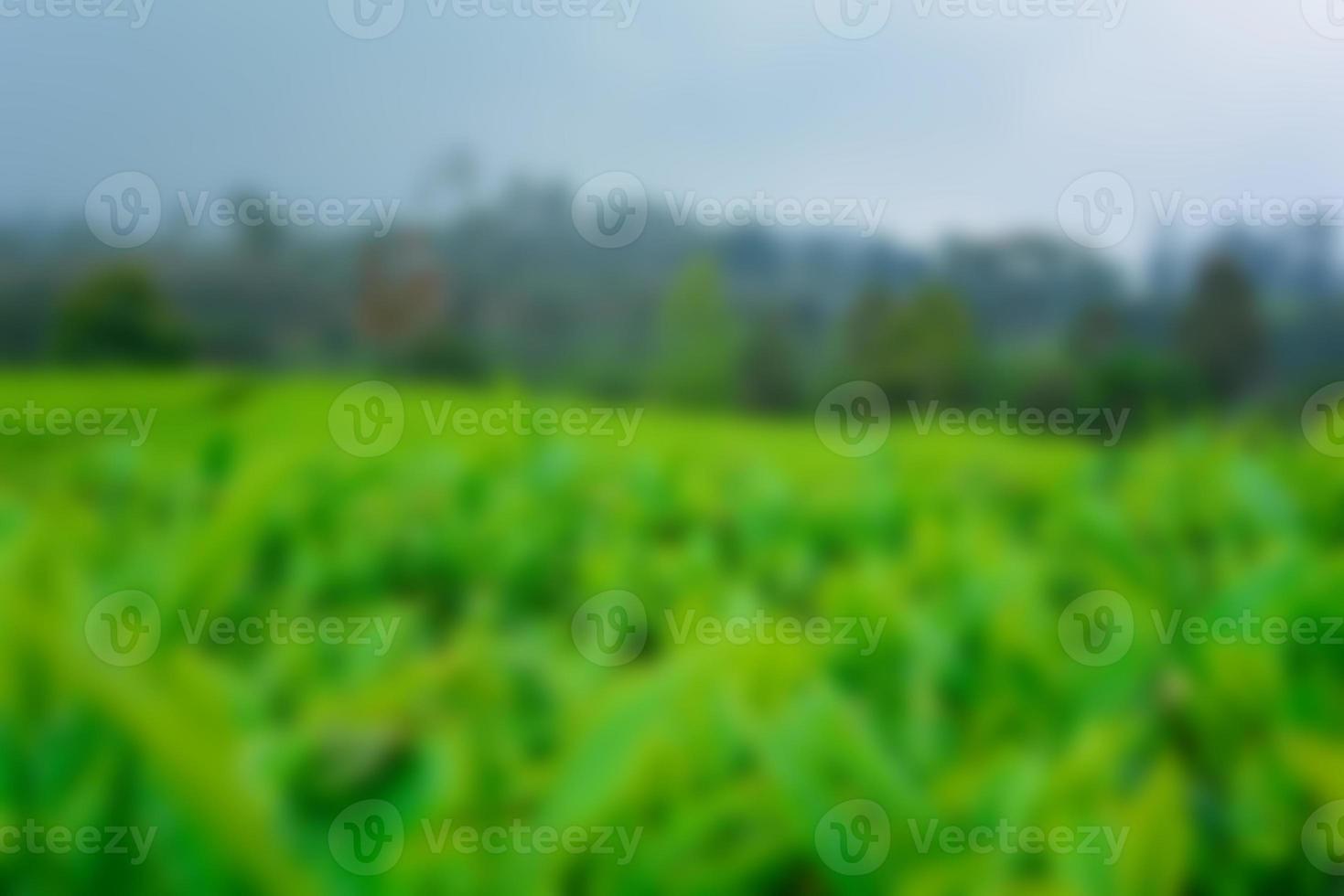 Tea garden view with cloudy clouds. Green nature blured background for your text photo