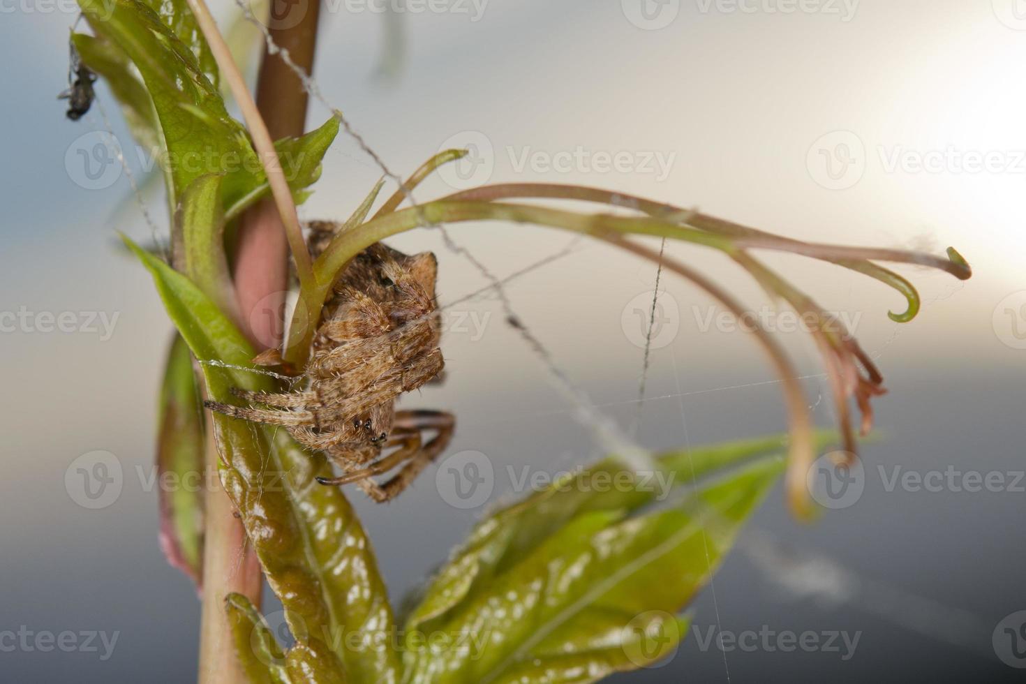 Spider hanging from its web photo