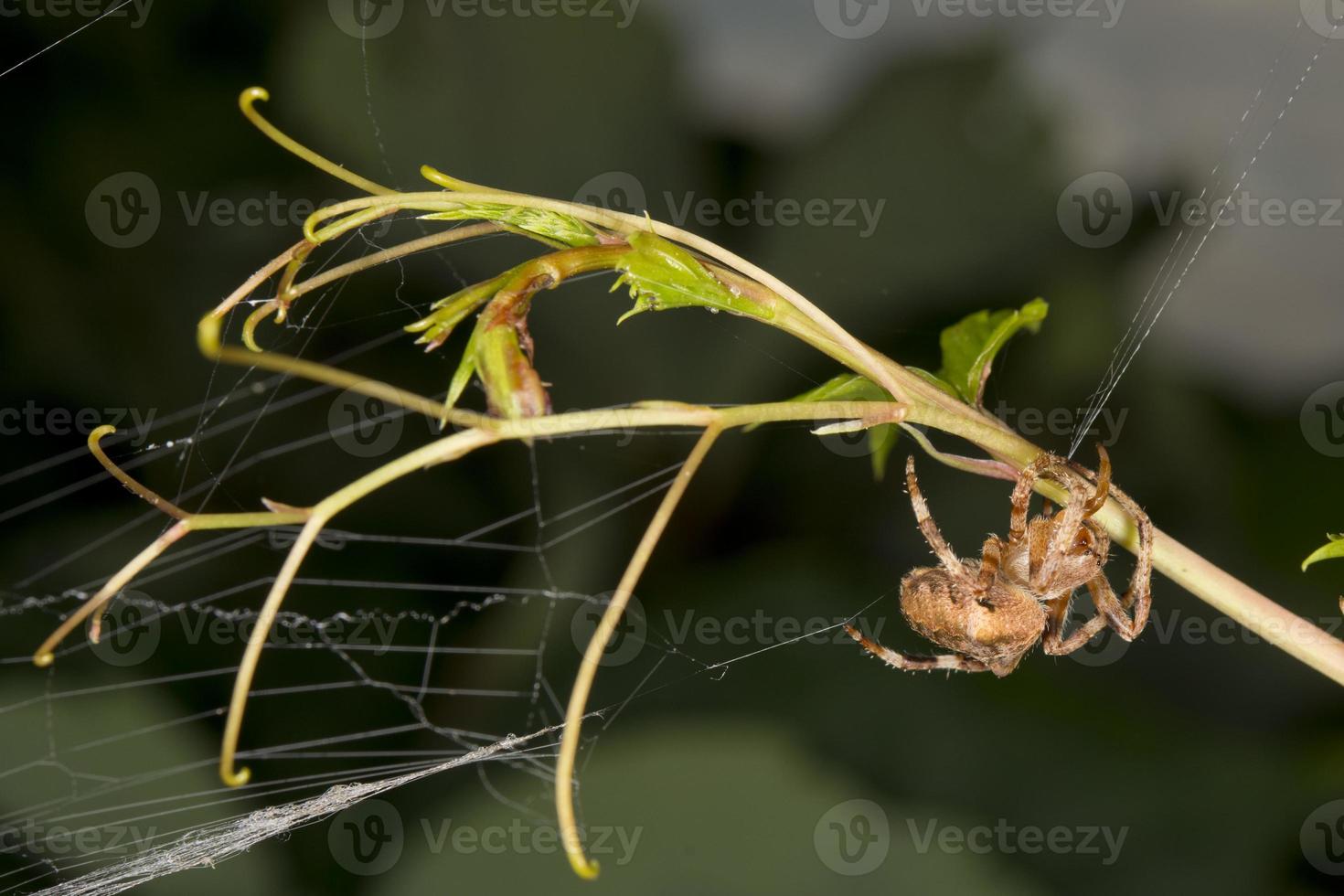 Spider hanging from its web photo