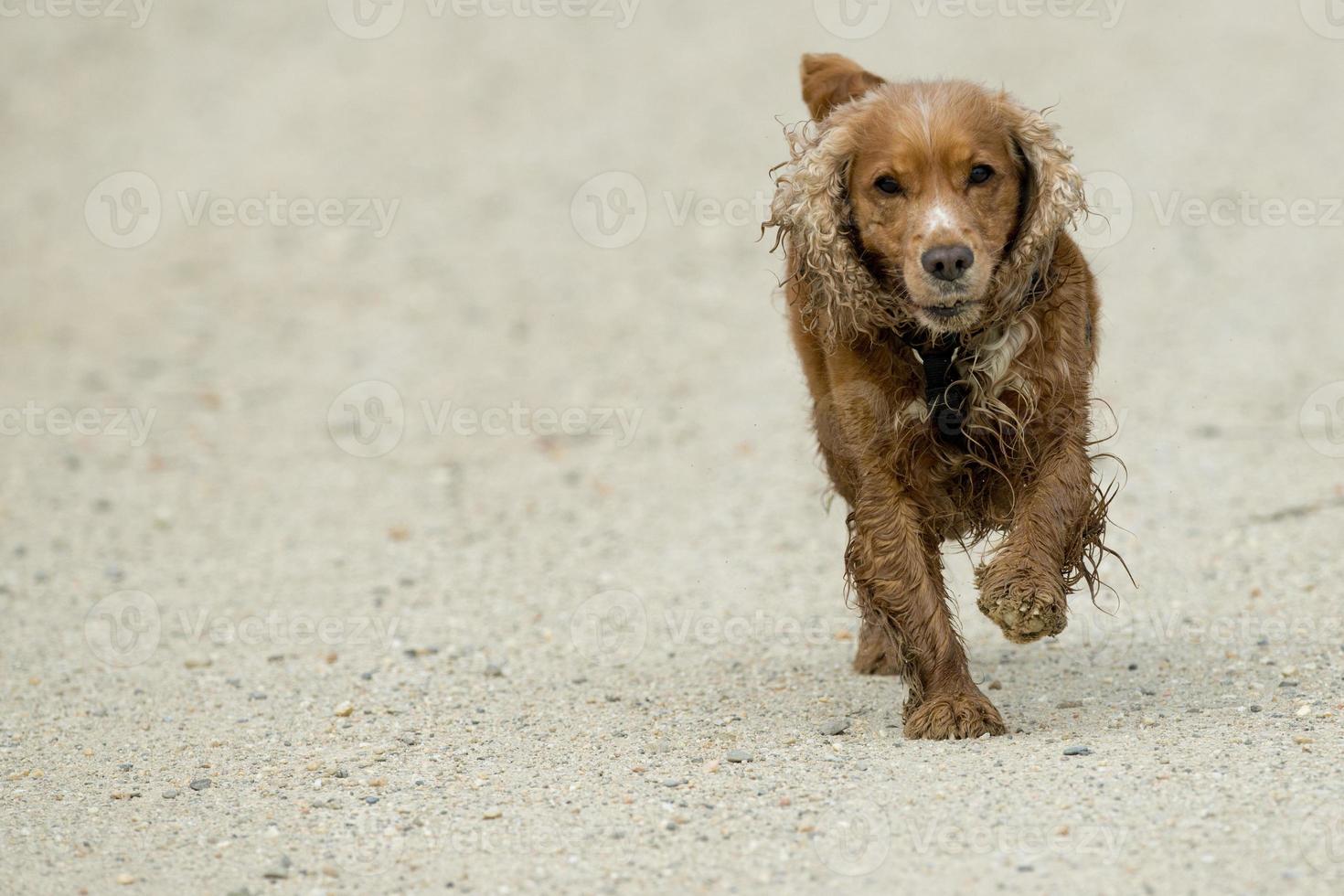 English cocker spaniel dog photo