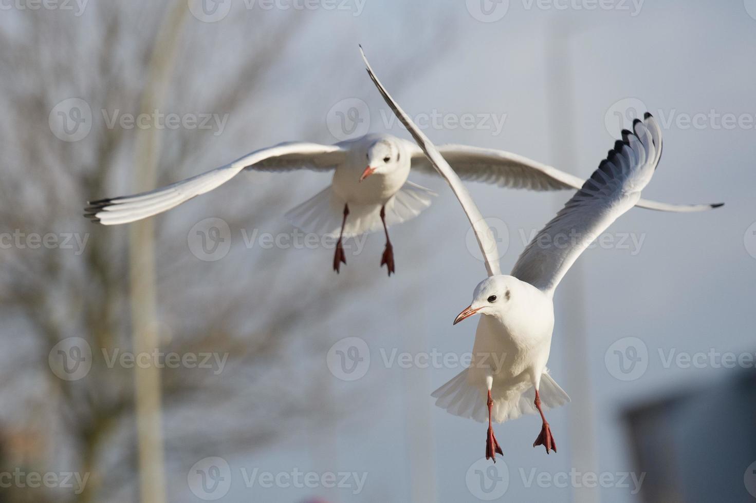 Seagull flying to you in the white background photo