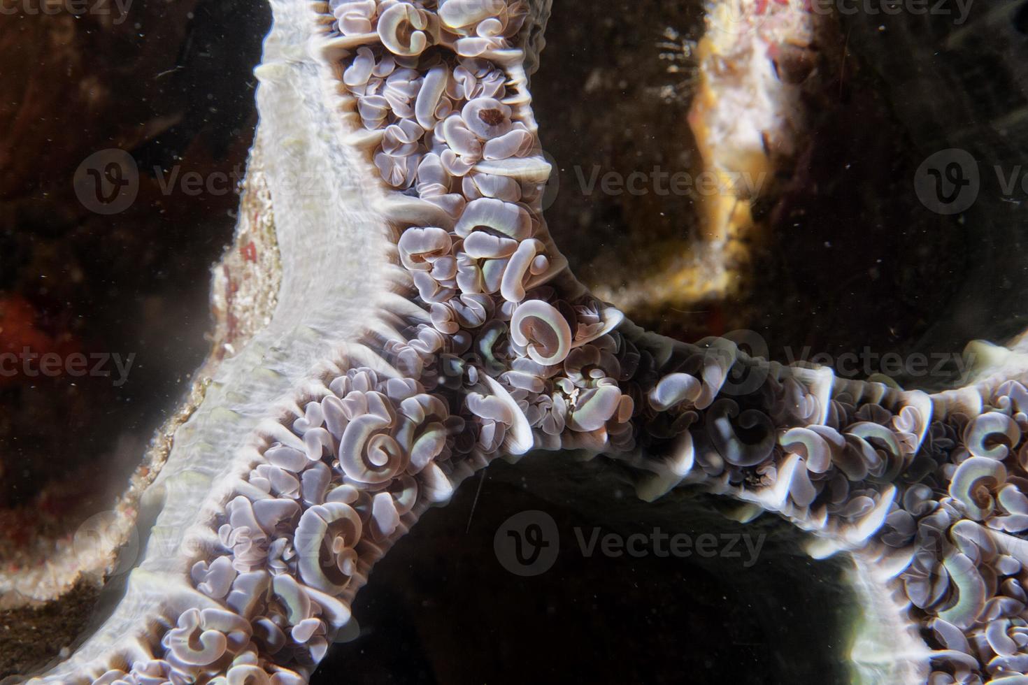 Hard coral macro detail photo