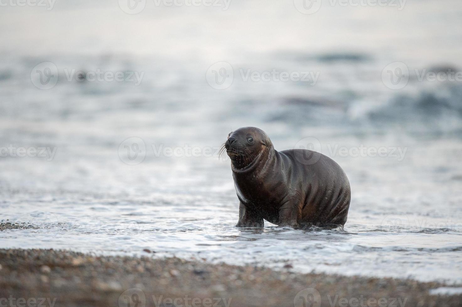 baby newborn sea lion on the beach in Patagonia photo