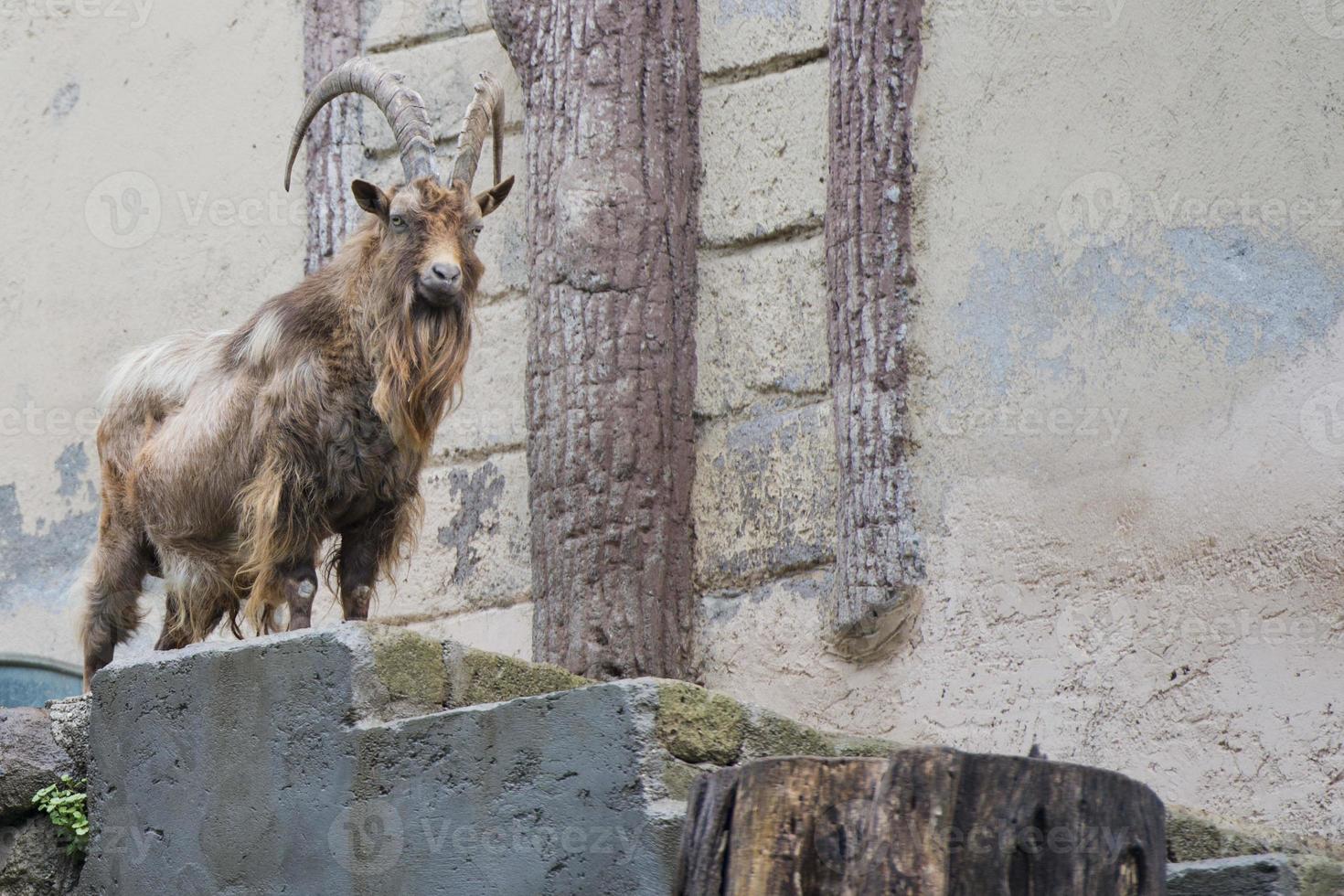 ibex long horn sheep deer photo