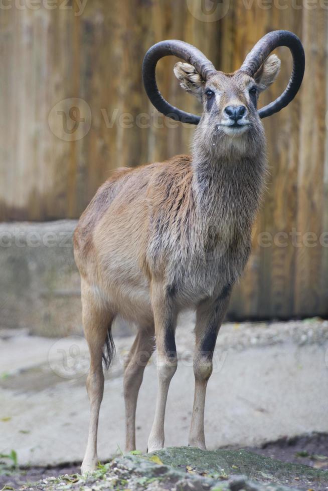 ibex long horn sheep deer photo