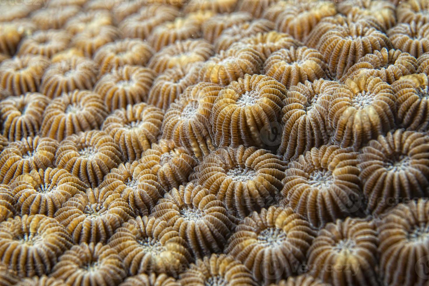 hard coral detail photo