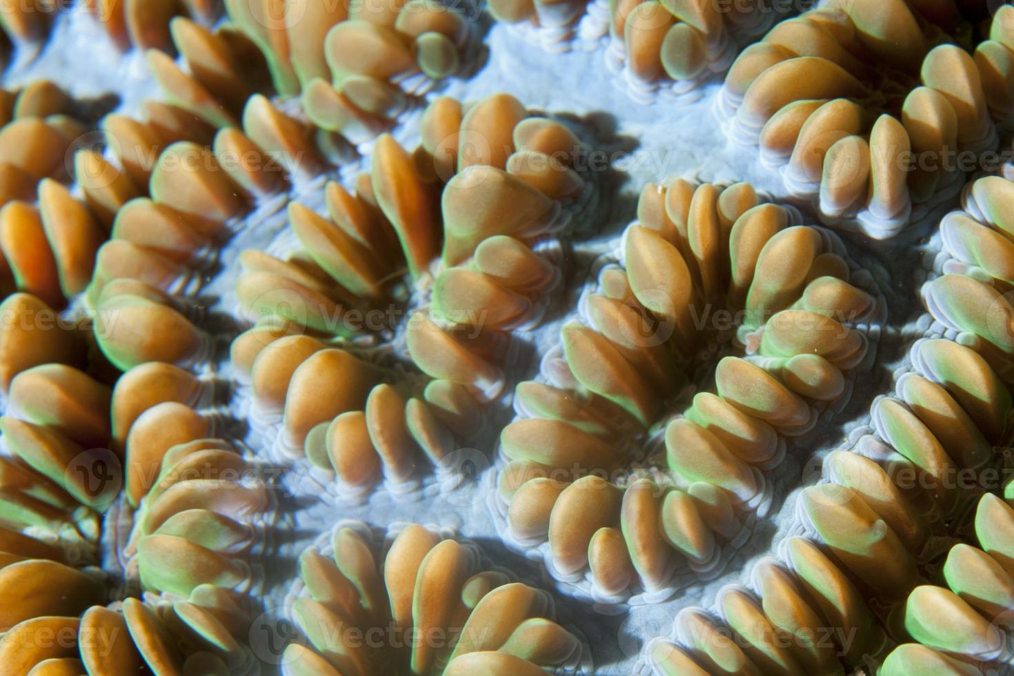 Hard coral macro detail from Raja Ampat, Papua Indonesia photo
