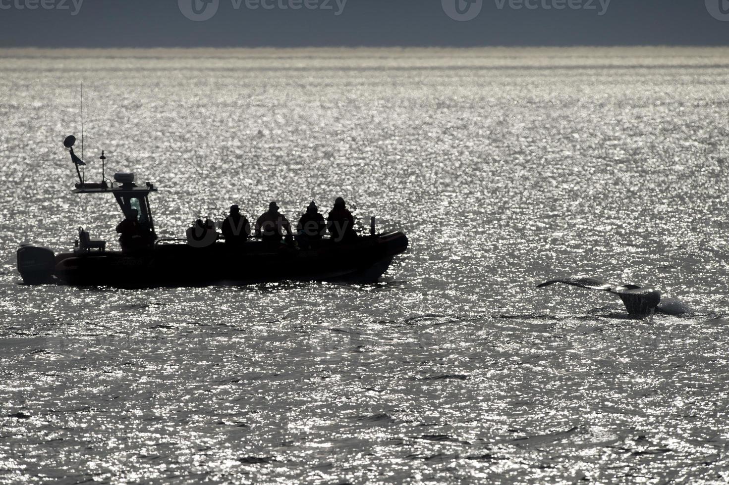 Humpback whale tail near zodiac photo