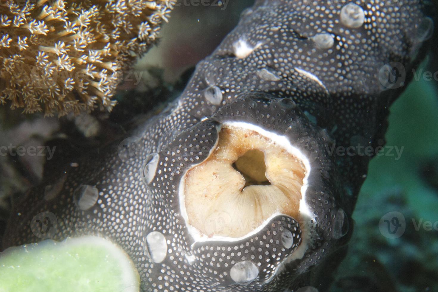 Hard coral macro detail photo