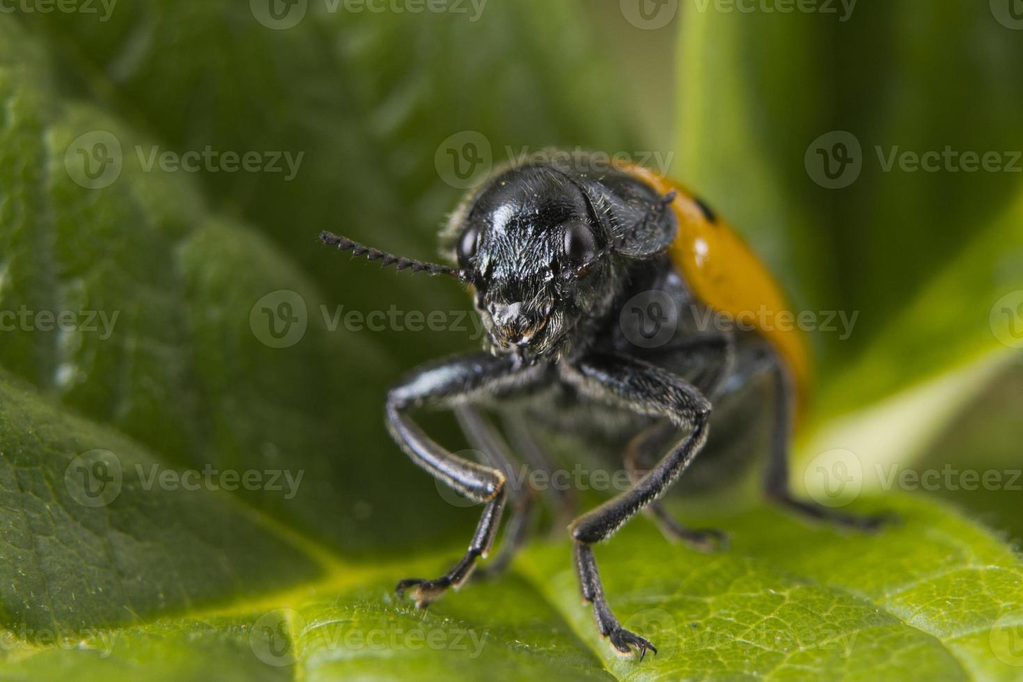 macro de mariquita naranja sobre fondo verde foto