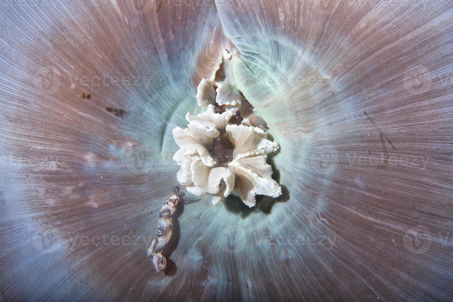 Hard coral macro detail photo