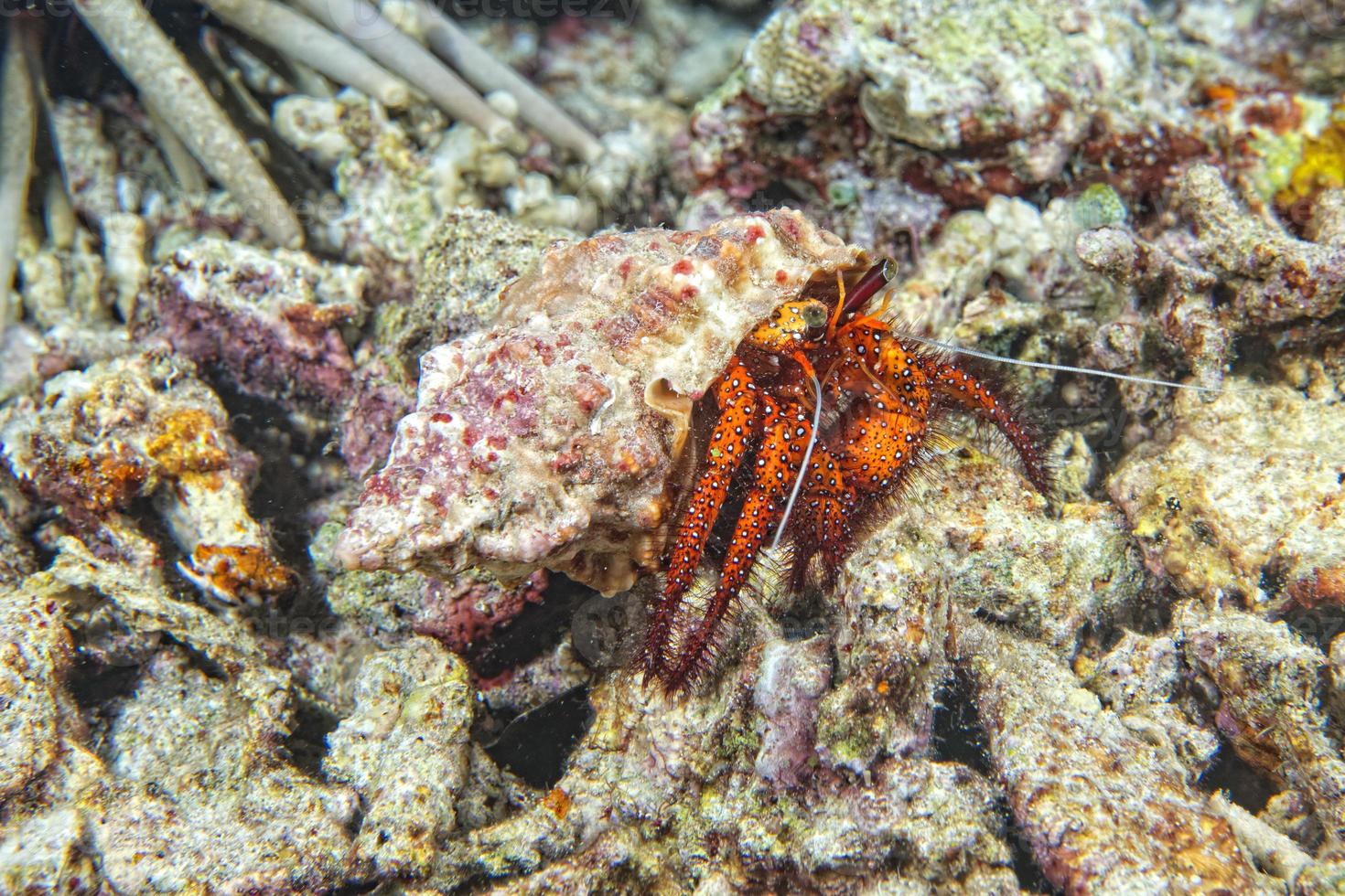 A colorful hermit crab photo