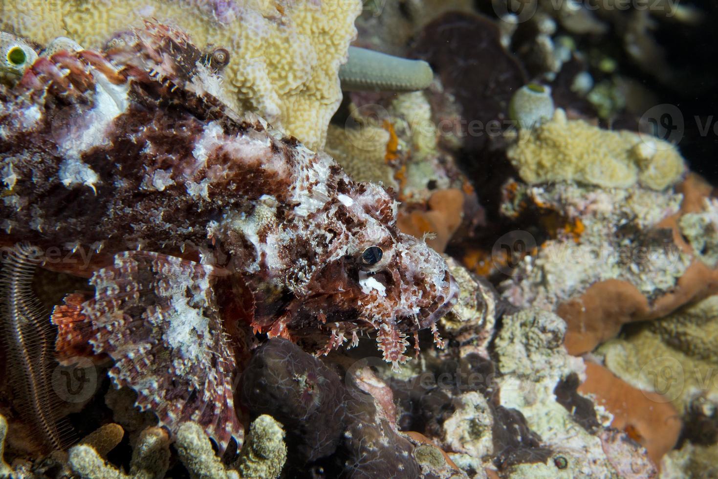 Scorpion Lion fish portrait photo
