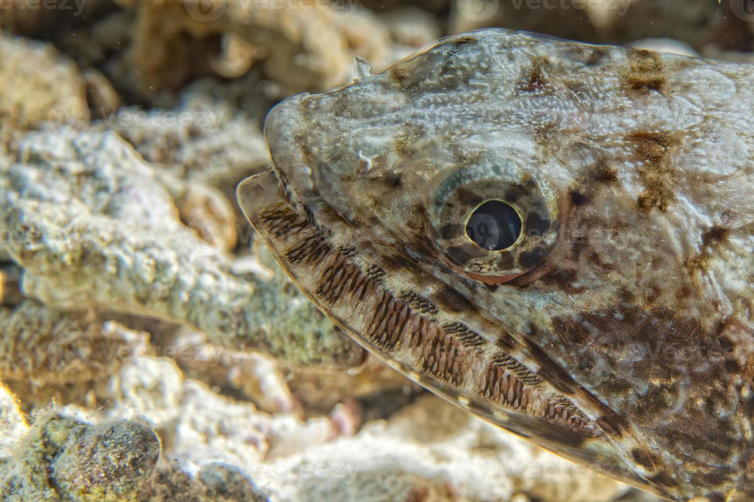 Colorful lizard fish on reef rocks photo