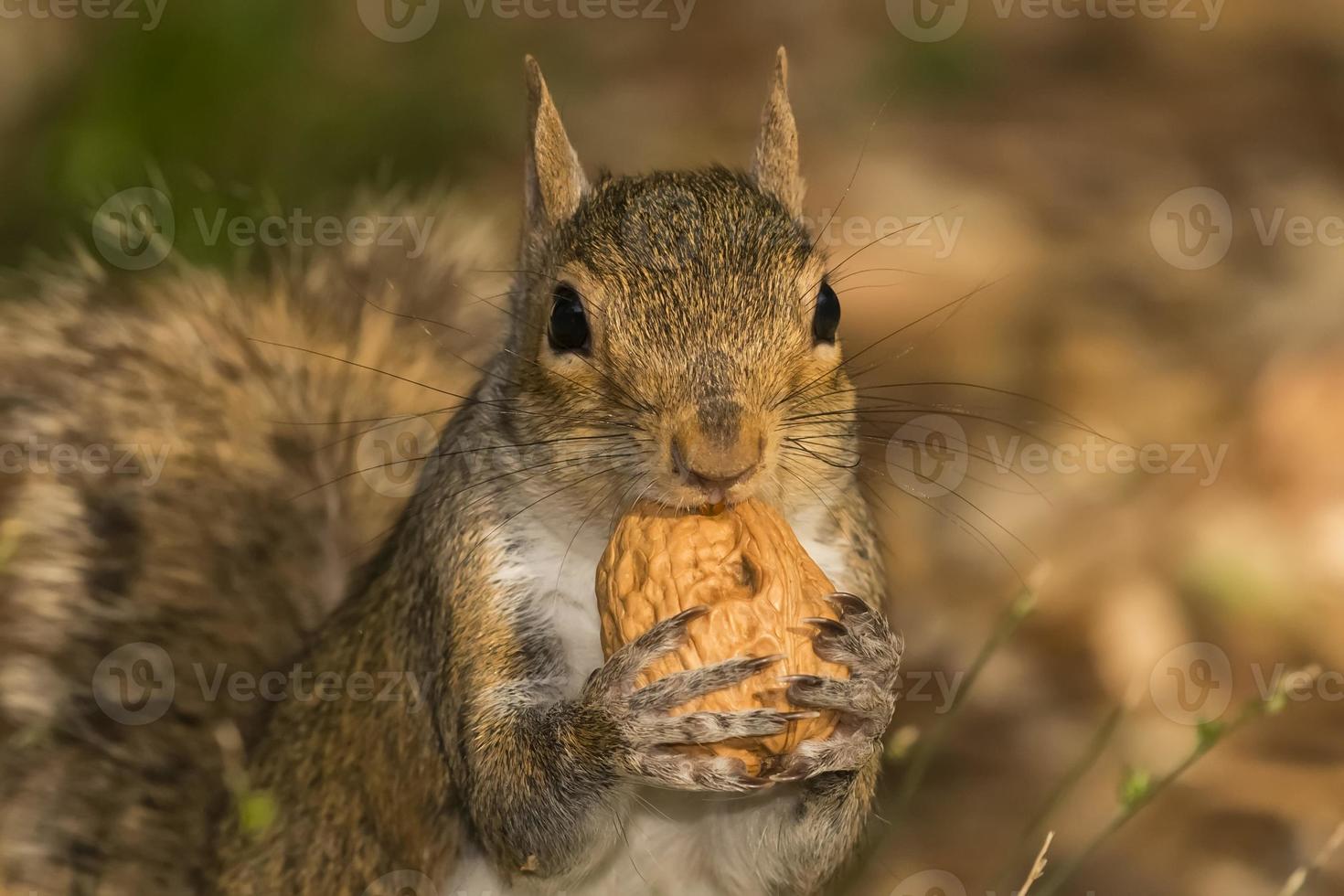 A grey squirrel looking at you while holding a nut photo