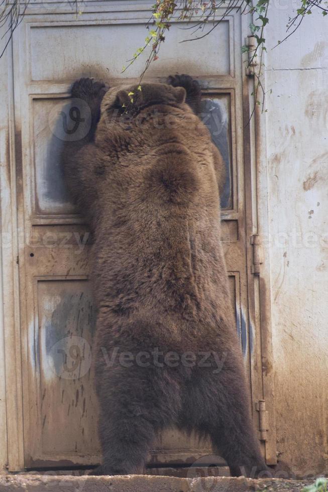 Black grizzly bears photo