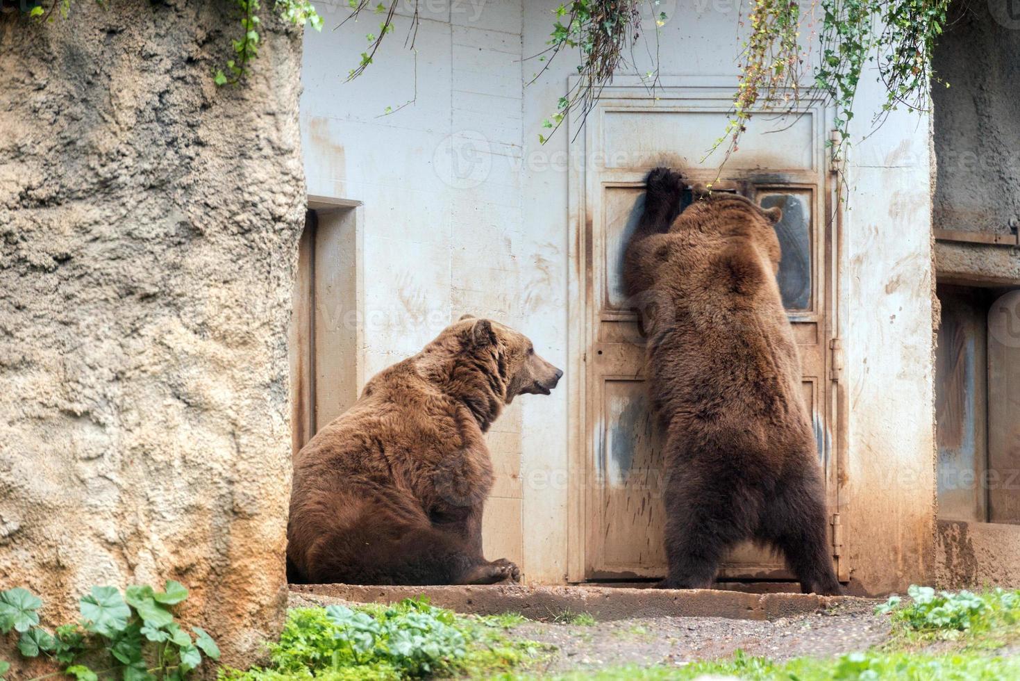 Black grizzly bearsoutside a house photo