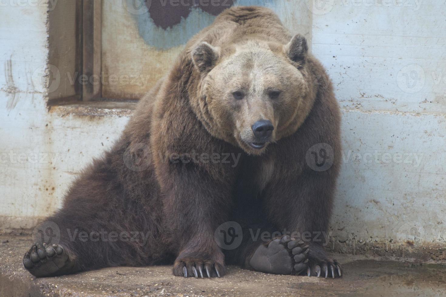 Black grizzly bears photo