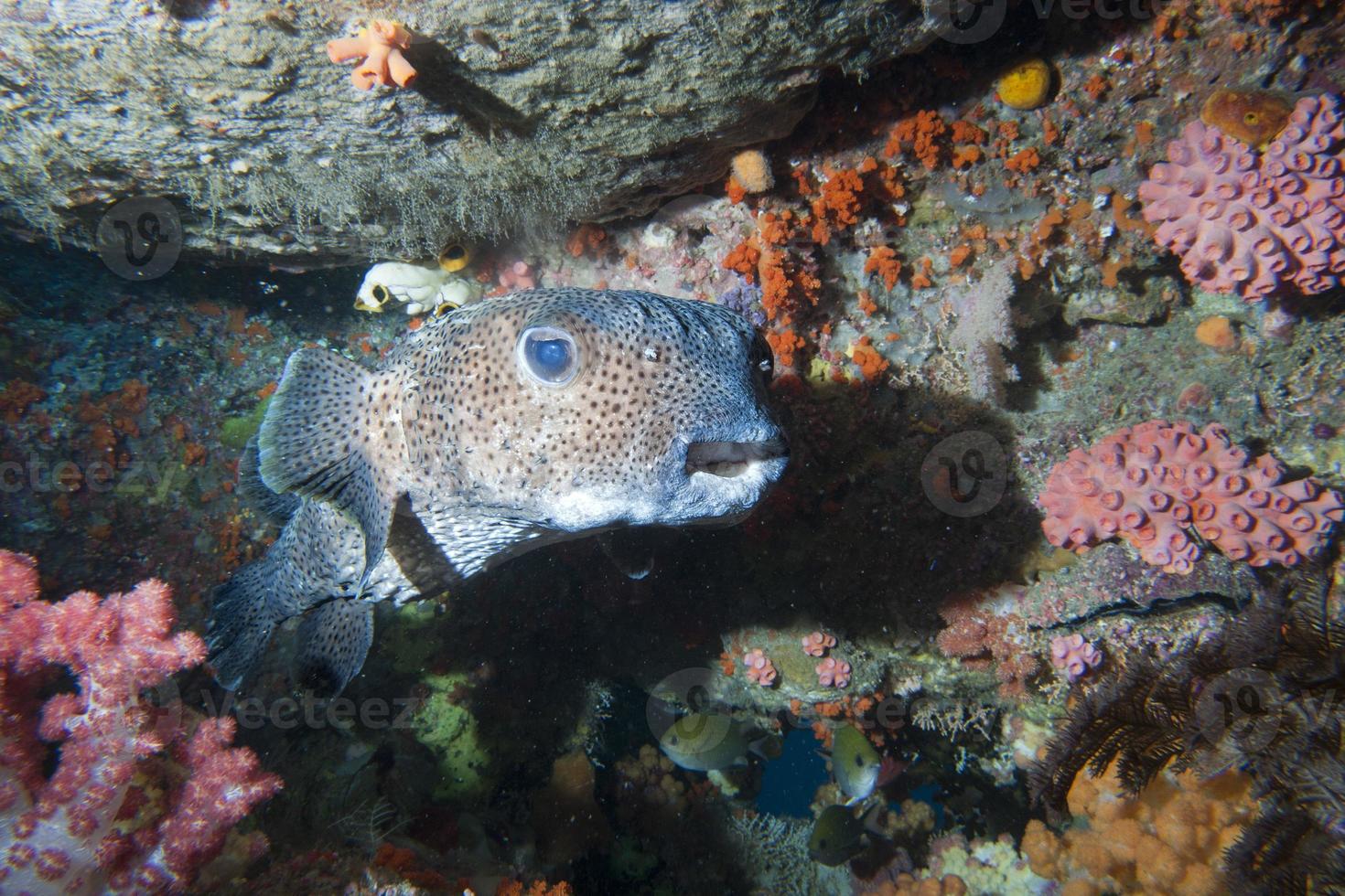 Box fish underwater portrait photo