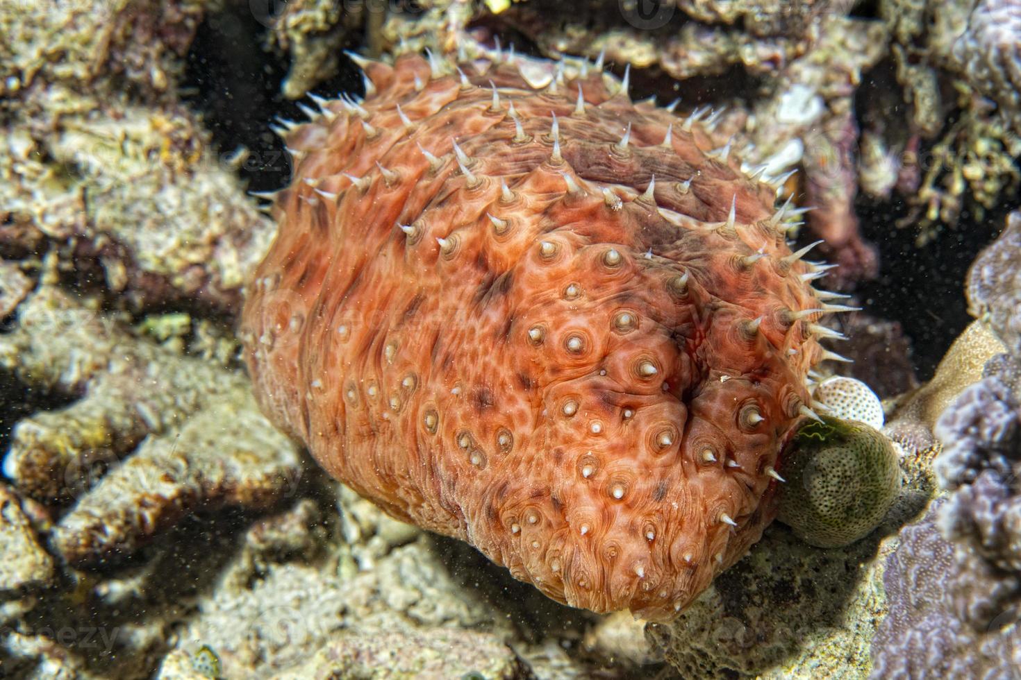 Red holothurian underwater photo