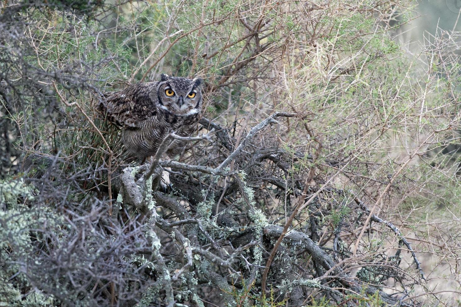 Grey owl portrait while looking at you photo