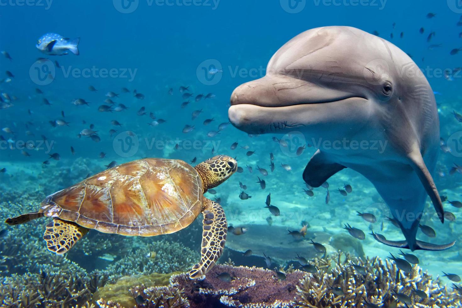 delfines y tortugas bajo el agua en el arrecife foto