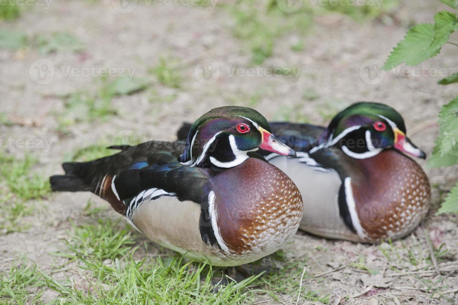 Colorful Wild Duck photo