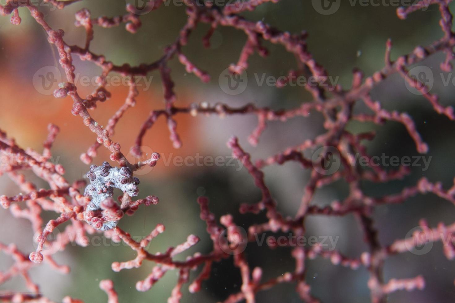 Bargibanti Pigmy Sea Horse the smallest in the world in Papua photo