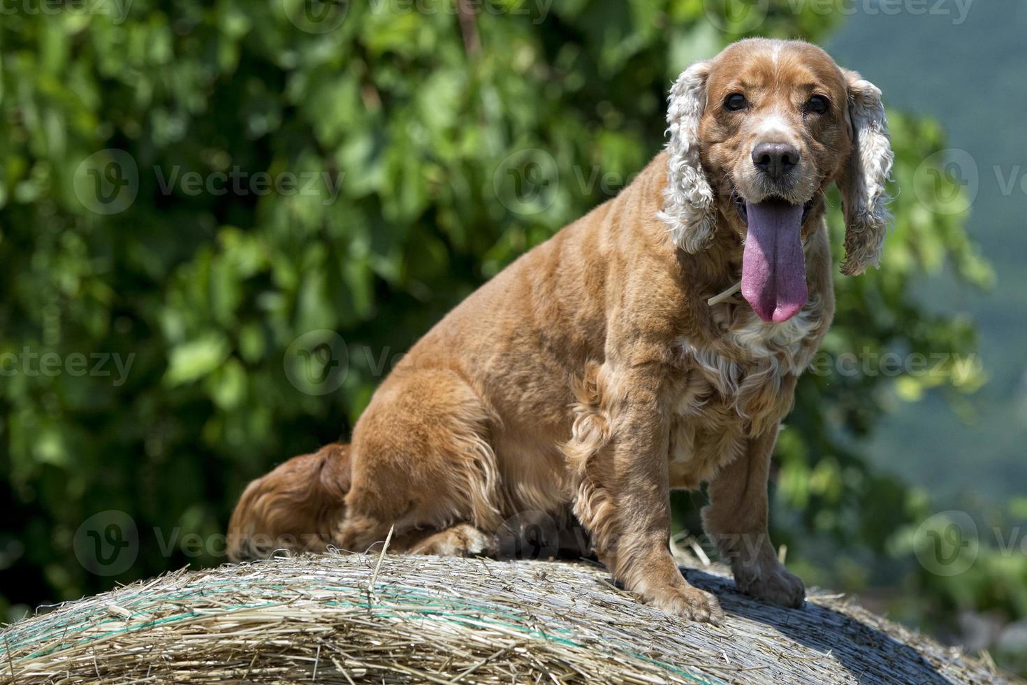 Cocker spaniel dog looking at you photo