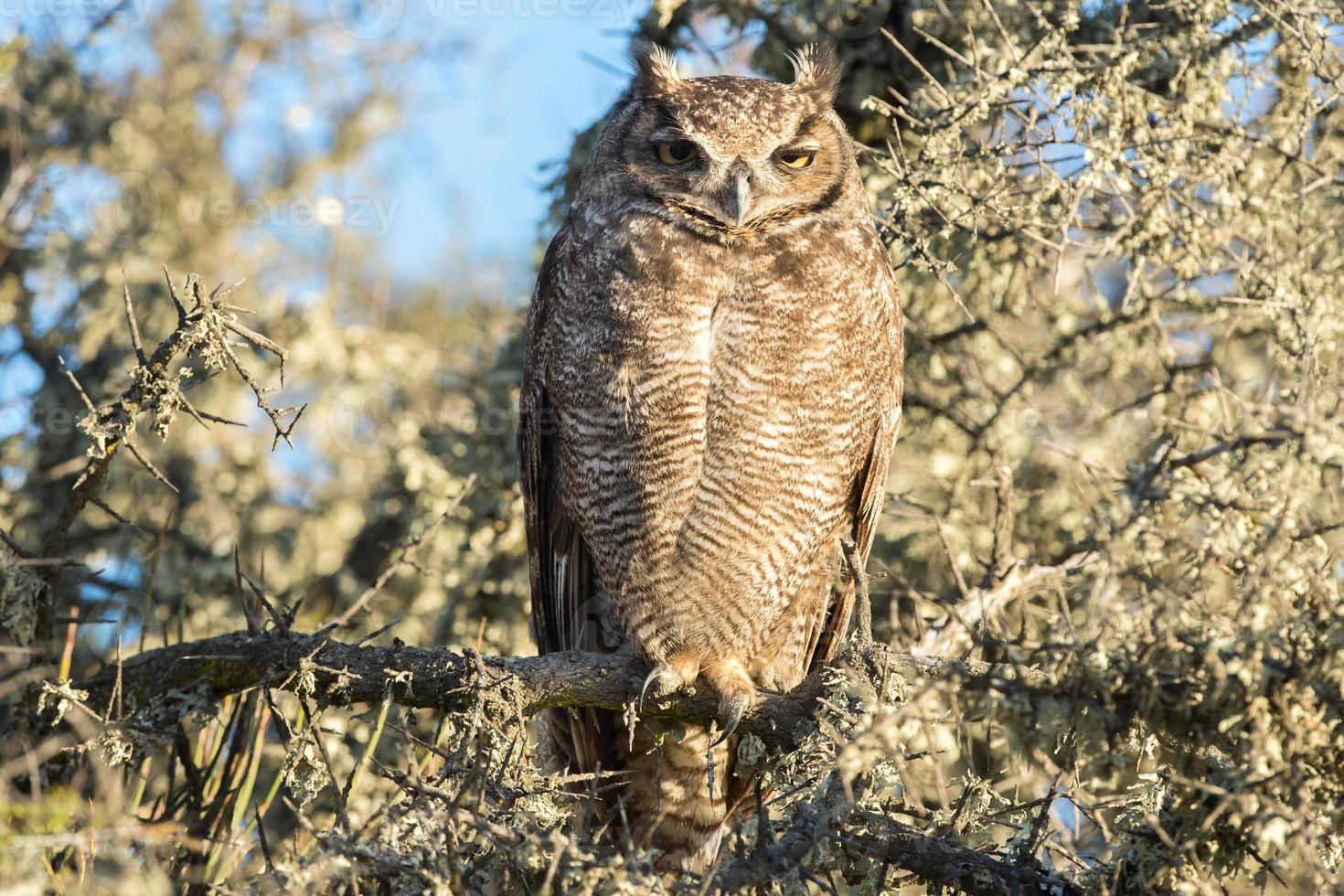 Grey owl portrait while looking at you in patagonia photo