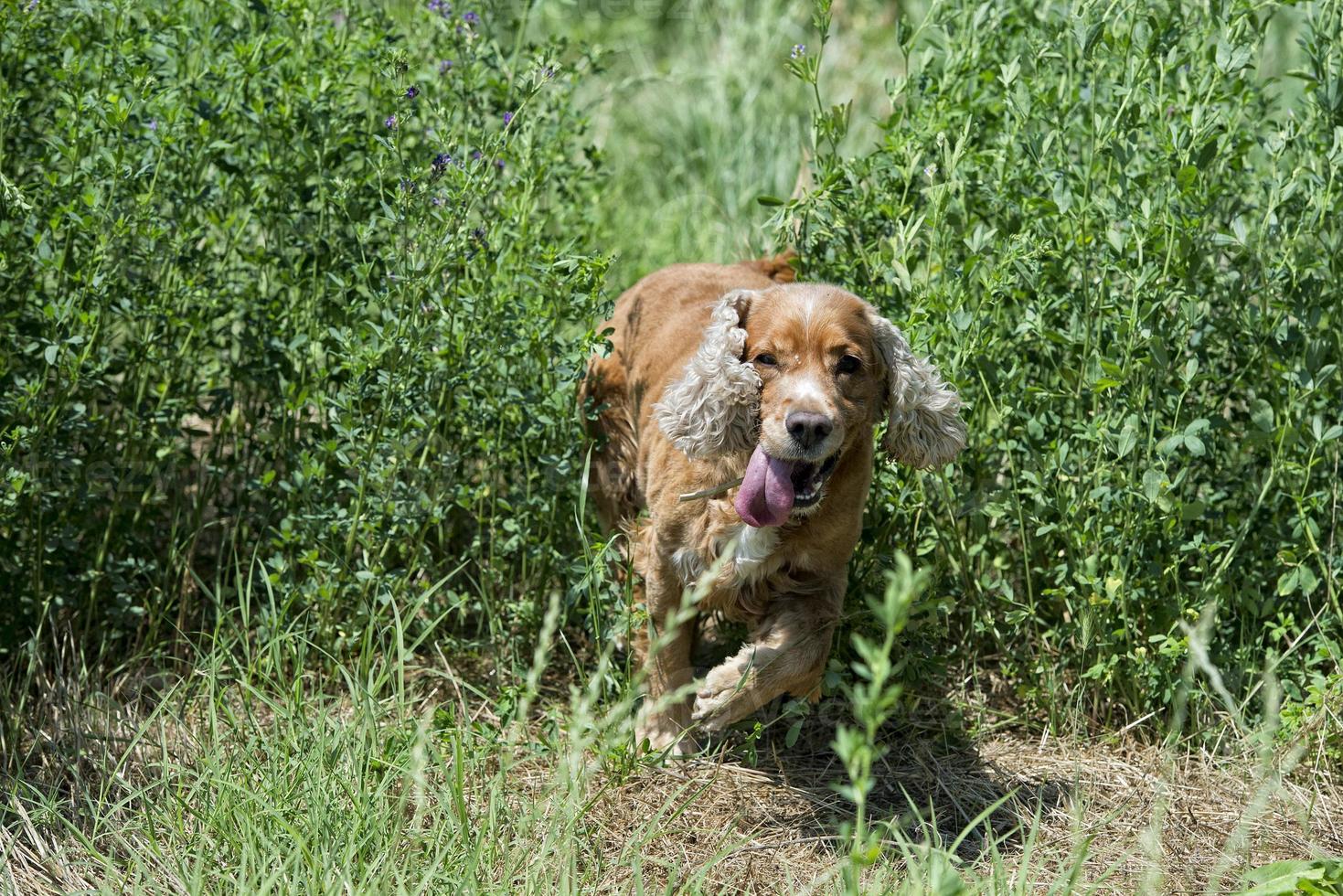 happy puppy dog running to you photo