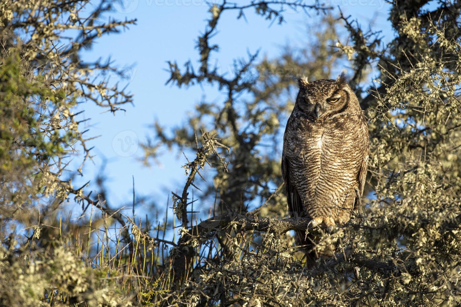 Grey owl portrait while looking at you in patagonia argentina photo