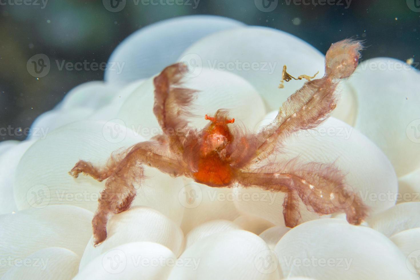 Red orang utan crab on hard coral macro photo