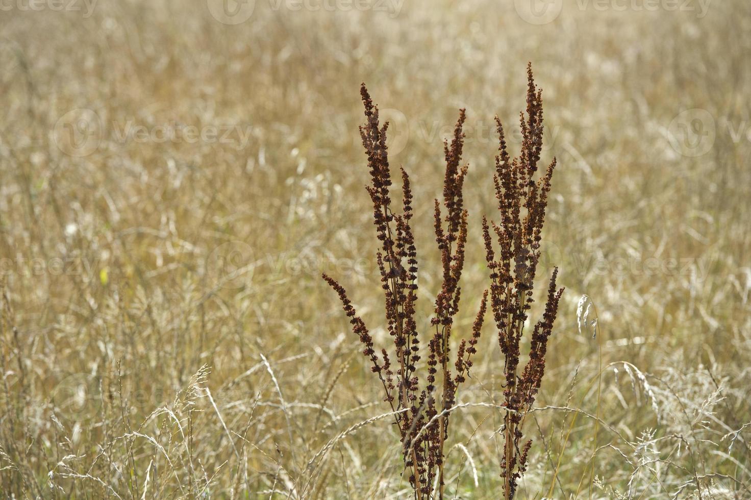 Mature Grain wheat field photo