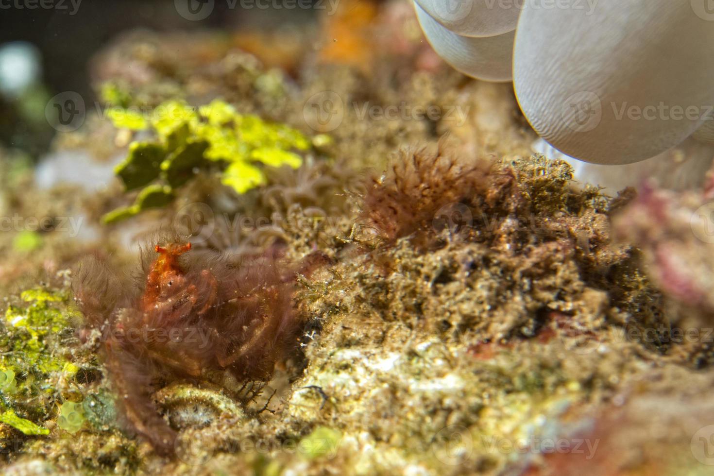 Red orang utan crab on hard coral macro photo